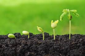 Capstone: Agricultural Retail Business Analysis